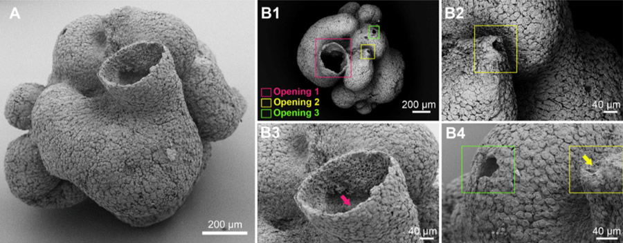 Eocyathispongia qiania