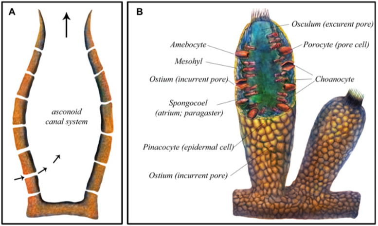 Eocyathispongia qiania