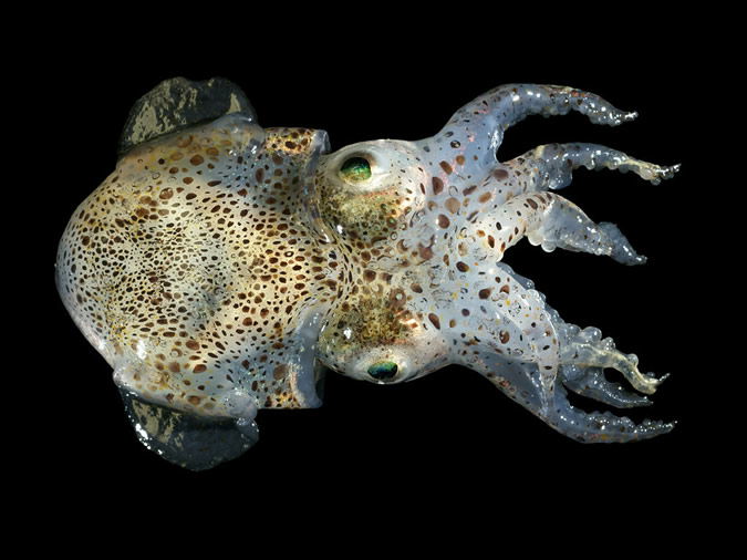 Bobtail Squid