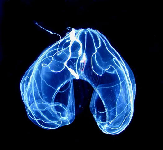 Comb Jelly