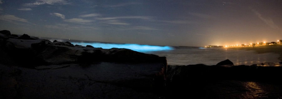 God’s Design for Bioluminescence | Answers in Genesis