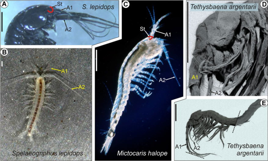 Eyeless Crustaceans