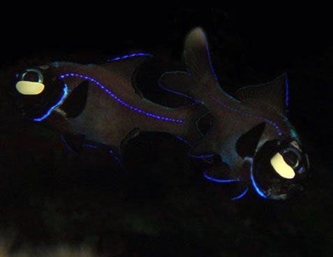 Flashlight Fish