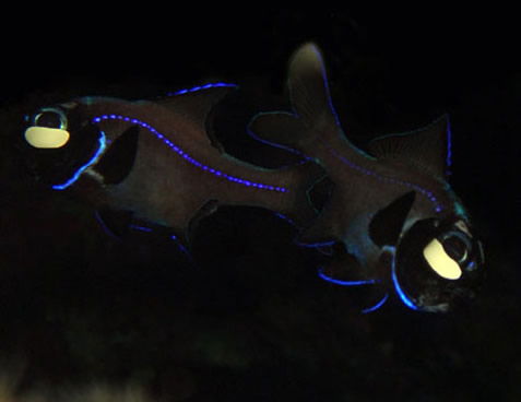 Flashlight Fish