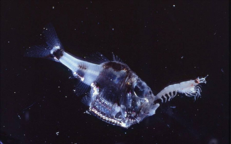 Hatchetfish