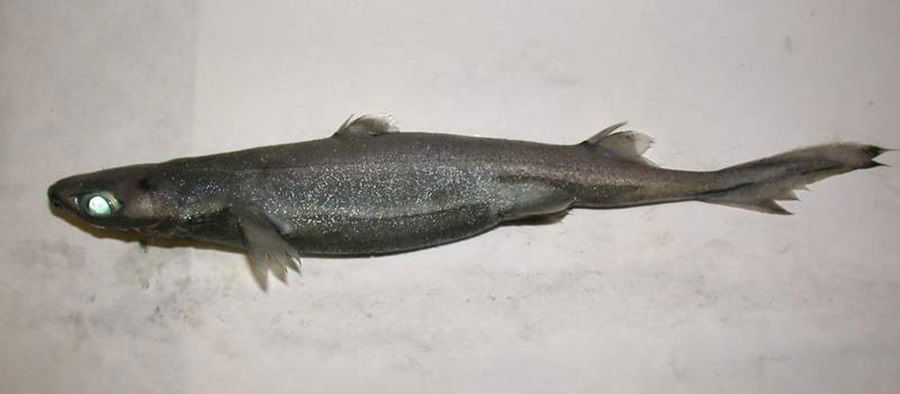 dwarf lantern shark glowing