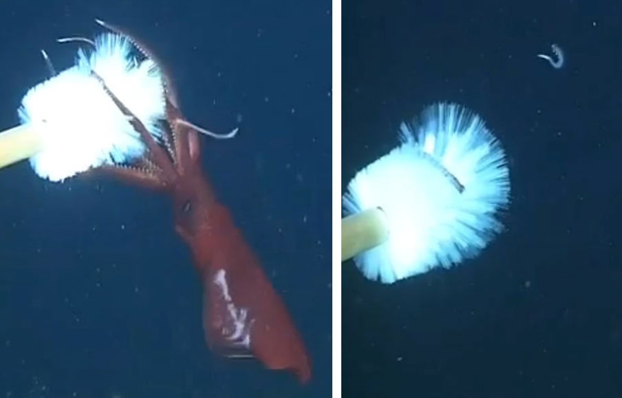 Squid on Bottlebrush