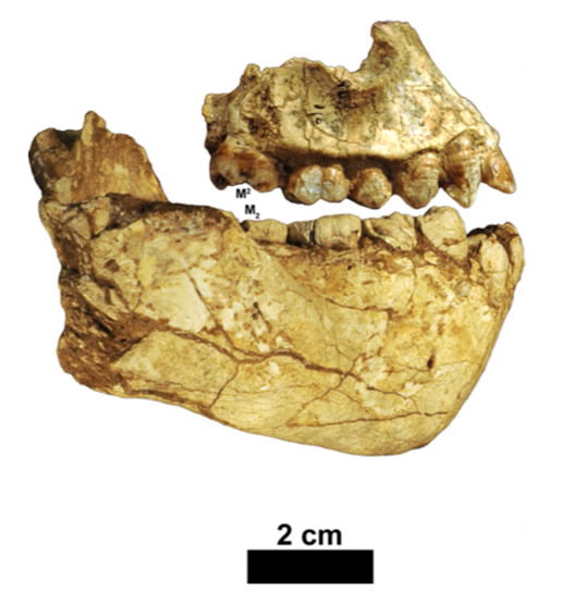 Australopithecus deyiremeda fossils