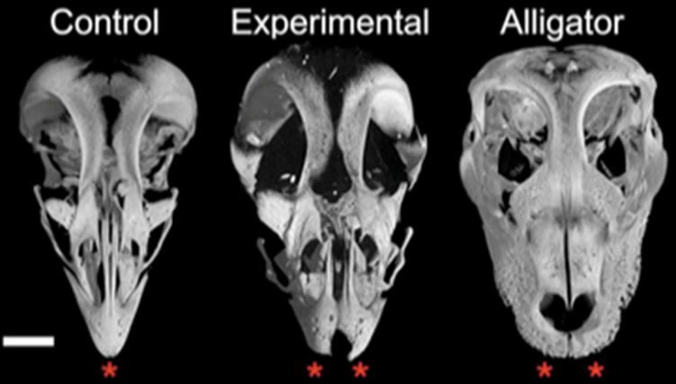 Embryonic Skulls