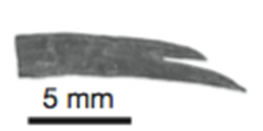 Gastralia Distal End