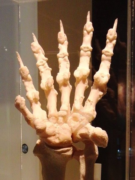 Giant Panda Hand Bones