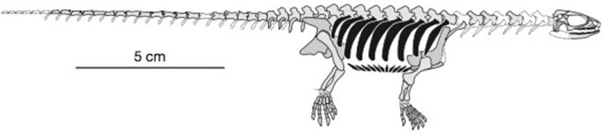 Pappochelys Skeleton Sketch