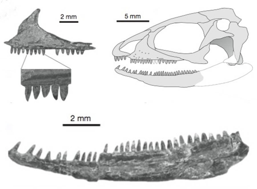 Pappochelys Skull and Teeth