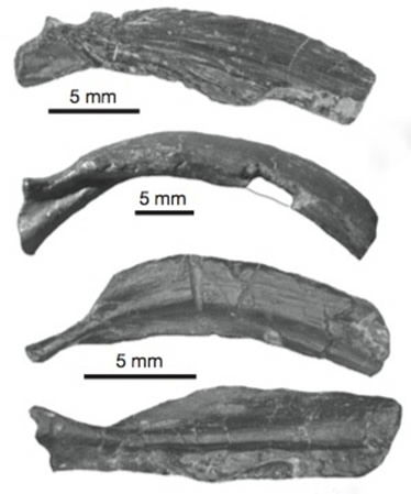 Pappochelys Trunk and Ribs