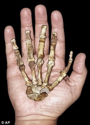 chimpanzee hand bone vs human hand bone