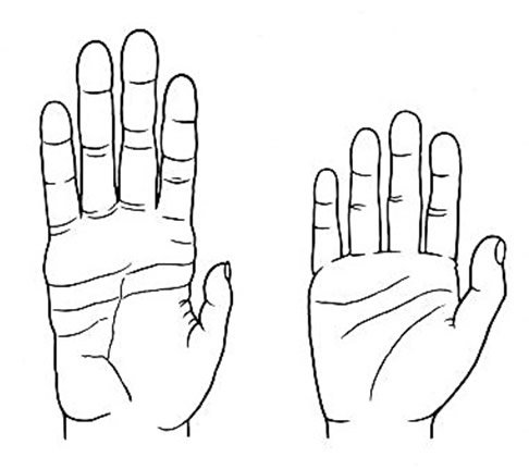 Chimp Hand vs. Human Hand
