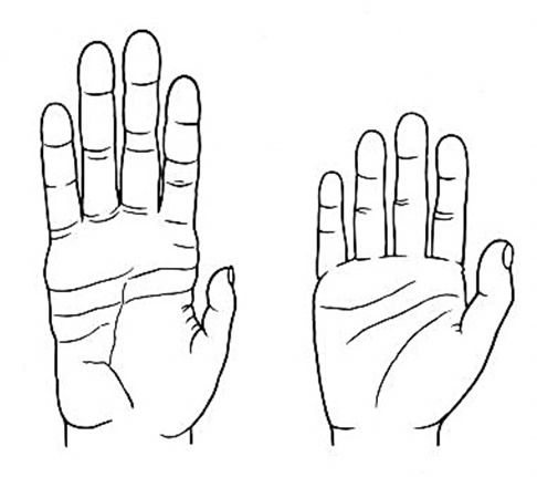 chimpanzee hand compared to human