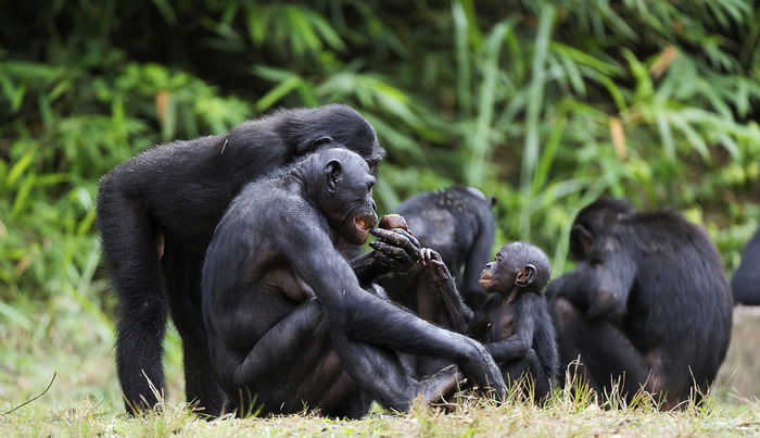 Bonobos