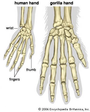 chimpanzee hand bone vs human hand bone