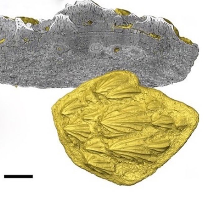 Romundina stellina scales