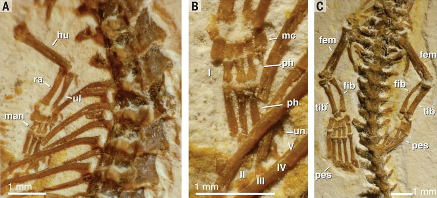 Tetrapodophis