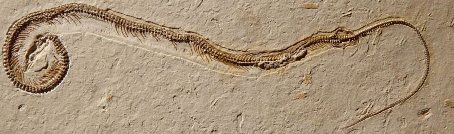 Tetrapodophis