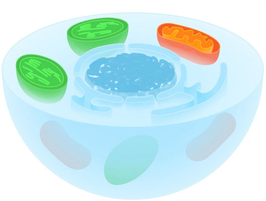 Cell Cross Section