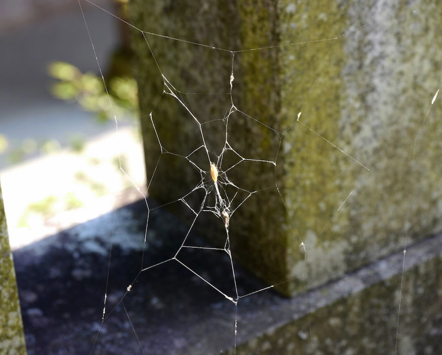 Zombie spider builds a stronger web for the parasitic wasp that's sucking  its blood 