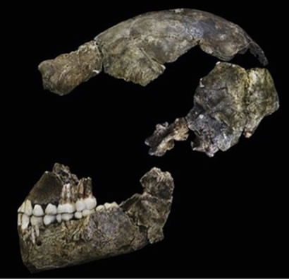 Homo naledi skull