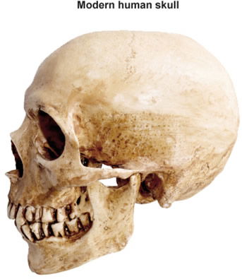 Modern human skull