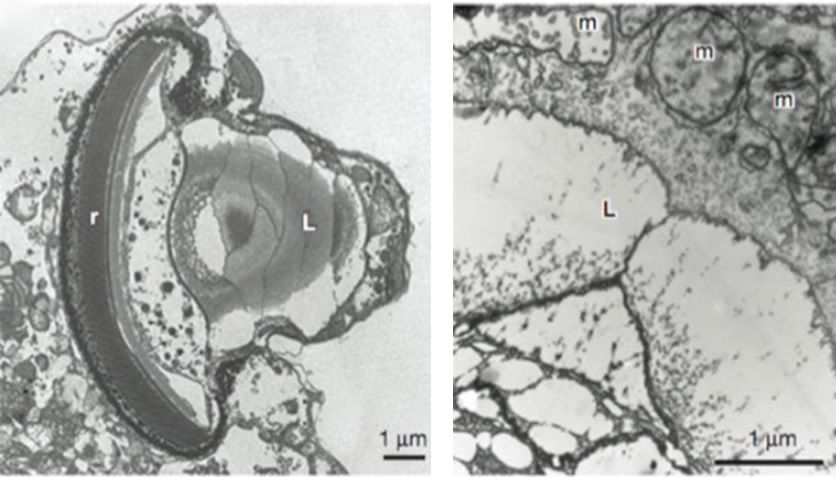 Ocelloid Electron Micrographs