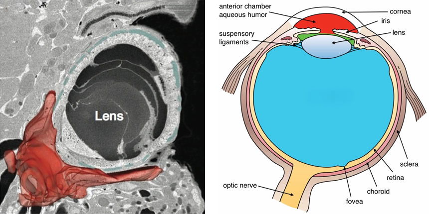 Ocelloid Eye and Human Eye