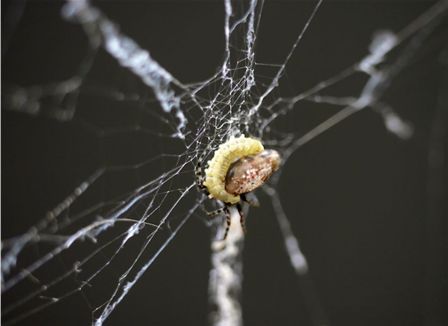 Orb spider and wasp larva