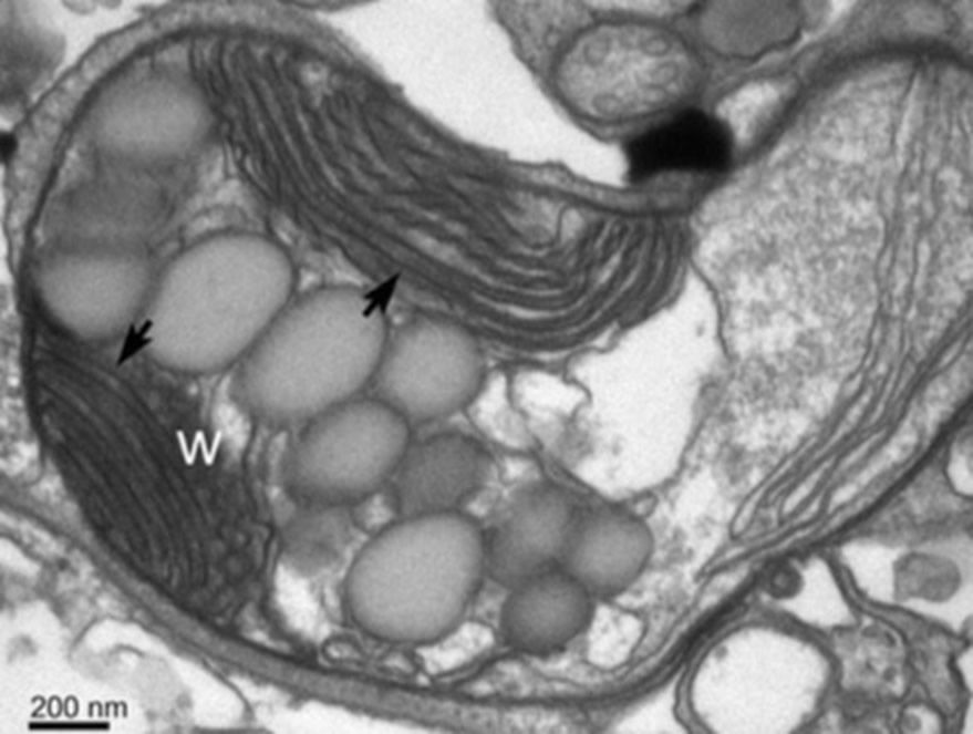 Retina Cell Division