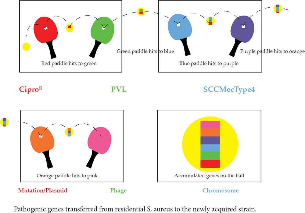 Ping-Pong Phenomenon: Ping-Pong MRSA “Evolution”