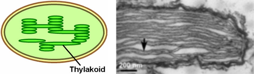 Thylakoid