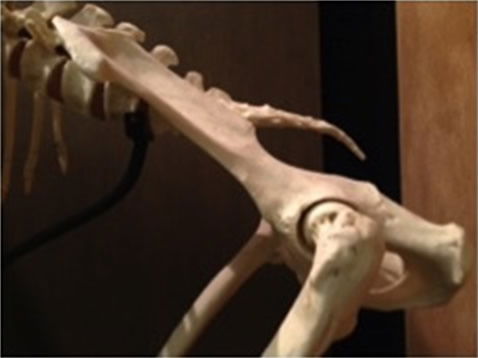 Chimpanzee Hip