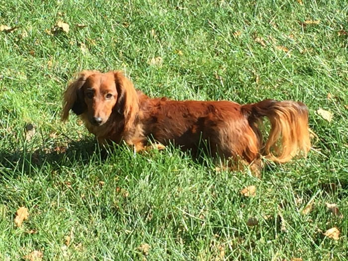 Dachshund