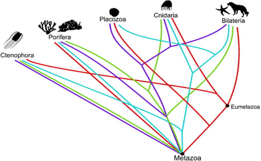 tree of life evolution