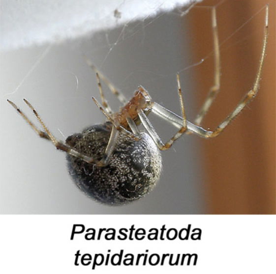 Parasteatoda tepidariorum