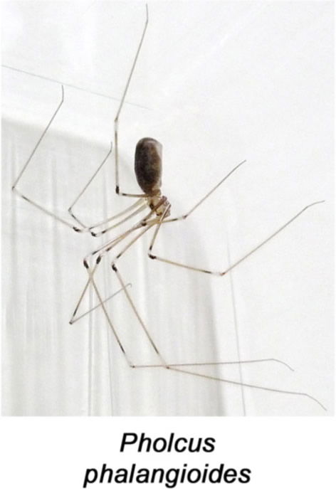 Pholcus phalangioides