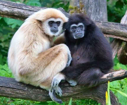 Gibbons