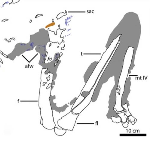 Ornithomimus Bones