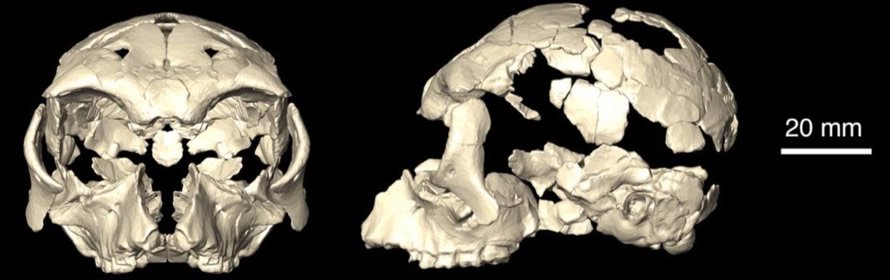 Pliobates Skull Reconstruction