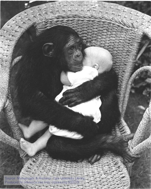 Chimp with Baby