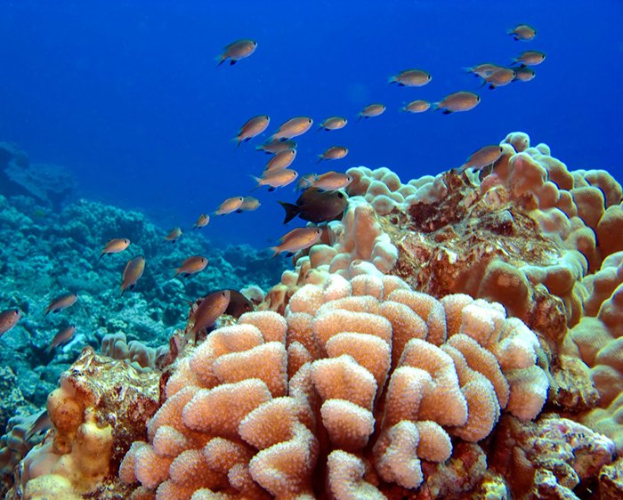 Hawaiian Coral Reefs