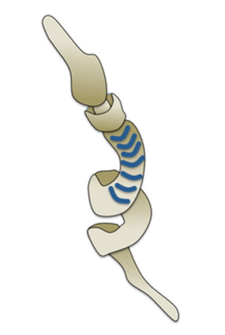 Acorn Worm Diagram