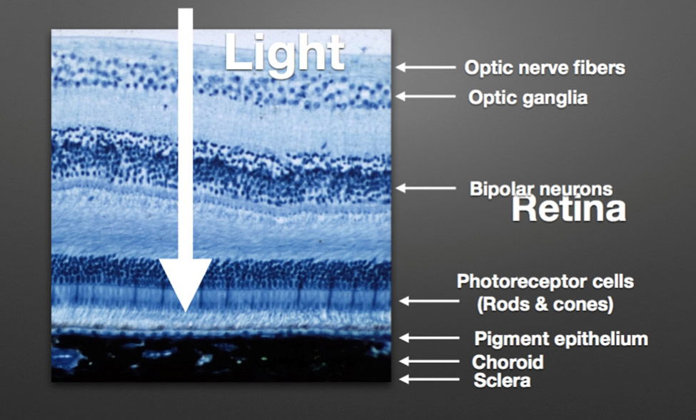 Micrografía retina