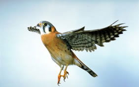 Male American Kestrel