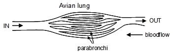 Avian Lung